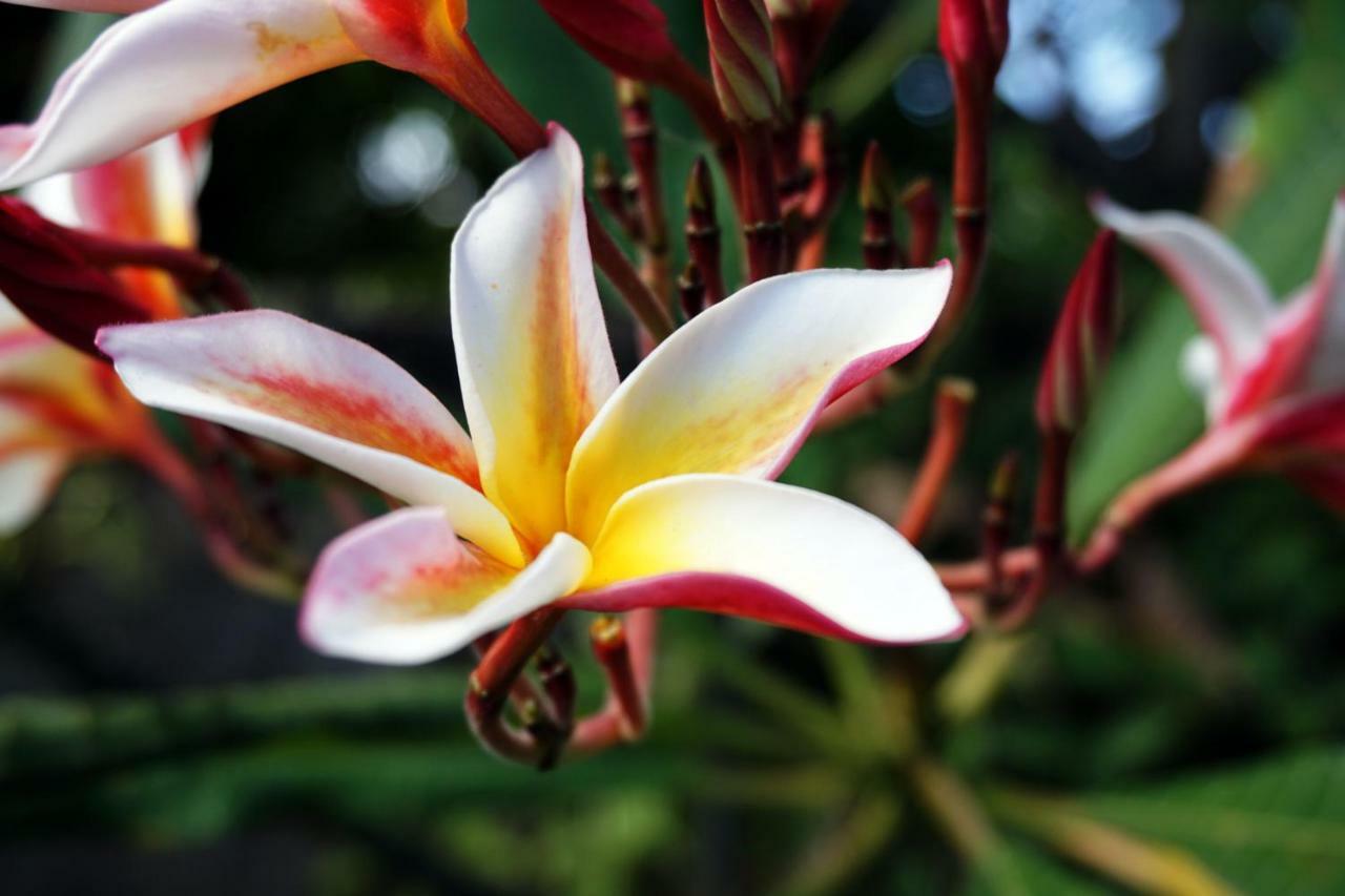 Louto Dmell Guesthouse Sanur Exterior foto